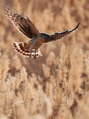 common buzzard in flight