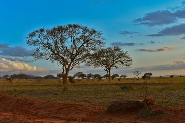 African Wilderness Scene with Acacia Trees at Dusk