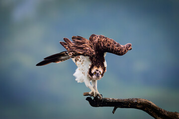 red tailed hawk in flight