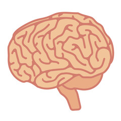脳みそのイラスト