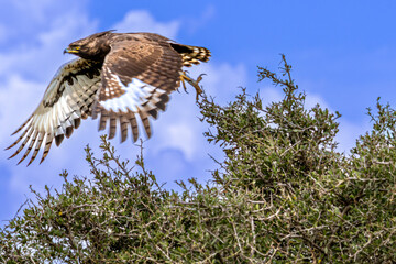 Long-crested Eagle taking flight from a dense green bush in Lake Nakuru National Park Kenya