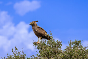 Long-crested Eagle perched prominently atop a thorny bush against a blue sky in Lake Nakuru National Park Kenya