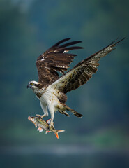 red tailed hawk in flight