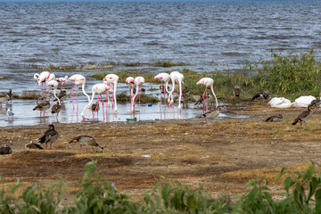 Fototapeta premium Lesser and Greater Flamingos with Egyptian Geese wading in the shallow waters of Lake Nakuru National Park Kenya