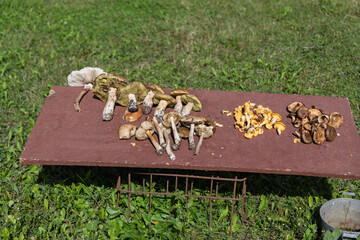 Collection of different wild mushrooms laid out on a brown table outdoors. Green grass background. Suitable for mushroom guides, nature photography, culinary content