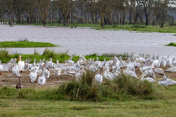 Great White Pelicans and a Hottentot Teal gathered on the shore of Lake Nakuru National Park Kenya