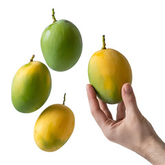 Hand holding a ripe yellow and green mango with three other mangoes floating isolated on transparent background