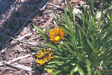 Gazania rigens - Gazania Daisy Blooming in the Garden
