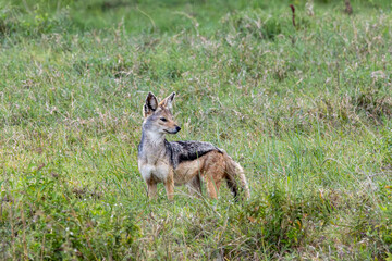 Black-backed jackal standing in the long green grass, looking alertly to the side in Lake Nakuru National Park Kenya