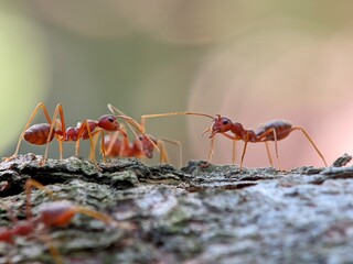 Red Ants On Bark: A Busy Ant Colony Crossing A Tree Trunk In Natural Light