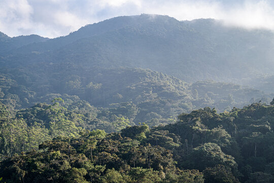 The Cameron Highlands, mountains and tea plantations, view over the rolling terrain with lush green foliage.