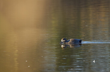 A gadwall swims on the golden shimmering lake in bright sunshine, gadwall swims towards the sun, water bird dips its beak into the lake, warm sunlight, idyllic scene, Mareca strepera