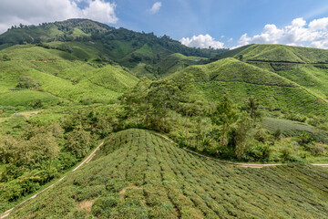 The Cameron Highlands, mountains and tea plantations, view over the rolling terrain with lush green foliage. 