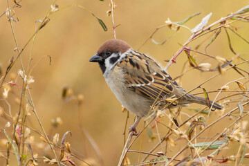 草むらに集まるスズメ