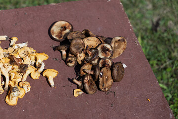 Assortment of wild mushrooms (yellow chanterelles and brown varieties) laid out on a brown outdoor table. Green grass background. Ideal for mushroom guides, culinary blogs, nature photography