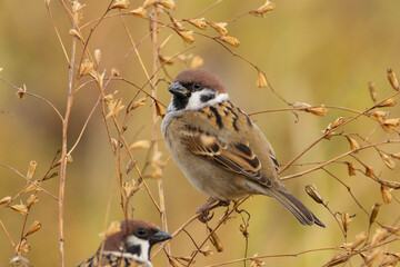 小さな草を食べにくるスズメ