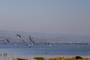 Lesser Flamingos flying low over the alkaline water of Lake Nakuru National Park in Kenya