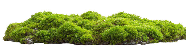 Lush, vibrant green moss, textured and hilly, atop a rocky surface