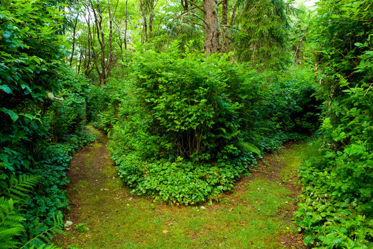 A path through a forest, dividing in two directions.