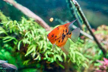 Naklejka premium Orange fish in fish tank in business office for relax conner of workers.