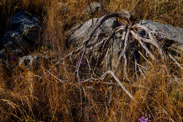 Twisted dead roots draped over sunburnt limestone rocks
