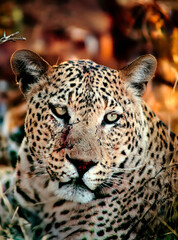 portrait of a leopard