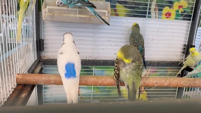Colorful wavy parakeets sitting on a perch inside a cage.
