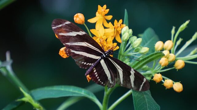 Close view of a zebra butterfly flying around a red flower colecting nectar on asunny day