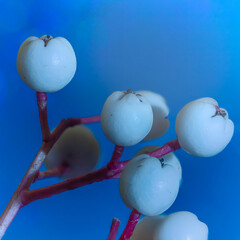 Macro White Berry on Tree Stem – Natural Fruit in Woodland