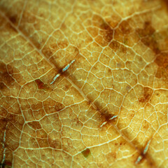 Vibrant Decaying Autumn Leaf in Macro – Detailed Fall Leaf Texture