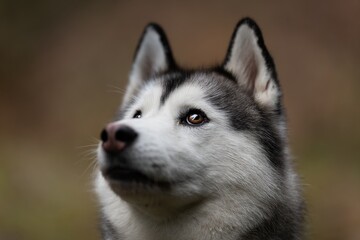 Portrait of a Siberian Husky dog ​​breed