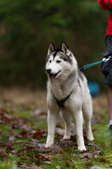 Portrait of a Siberian Husky dog ​​breed