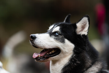 Portrait of a Siberian Husky dog ​​breed
