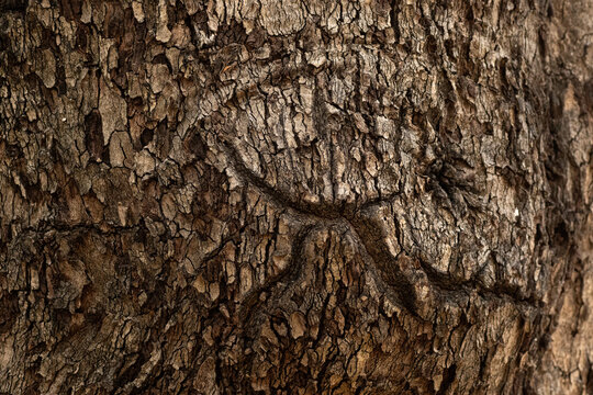 Jackalberry Tree Bark, Diospyros lycioides, close-up of textured bark of a Jackalberry tree.