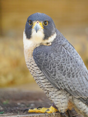 Close-Up of Peregrine Falcon Facing Camera