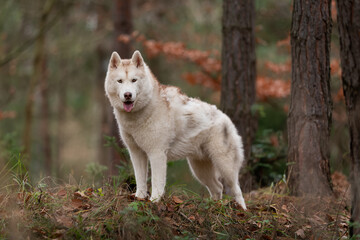 Portrait of a Siberian Husky dog ​​breed