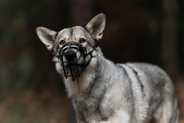Portrait of a Siberian Husky dog ​​breed