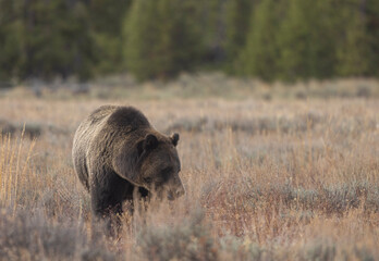 Grizzly Bear in Autumn in Grand Teton National Park Wyoming