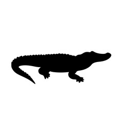 American alligator.ai