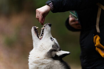 Portrait of a Siberian Husky dog ​​breed