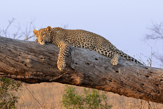 Leopard, Panthera pardus, resting on a tree trunk.