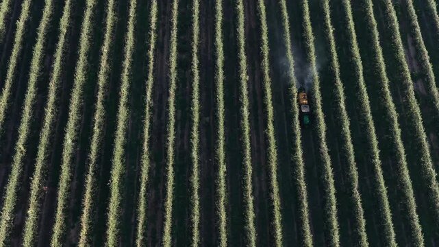 Tractor sparying pesticide on fruit crops