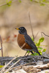American Robin Standing on Ground with Brown Blurred Background