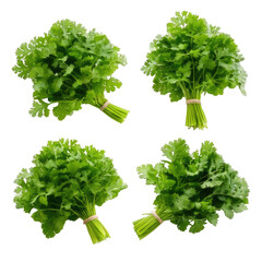 Four bundles of fresh, green leafy herbs tied together