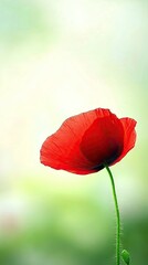 Fototapeta premium Captivating red poppy blooming gracefully amidst a serene blurred garden background