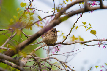 Sparrow Perched on Branch with Spring Blossoms