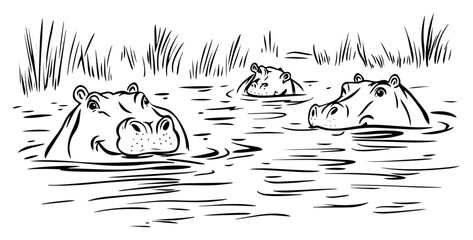 Hippopotamuses half-submerged in river – hippos peeking above water reeds safari illustration © Luka