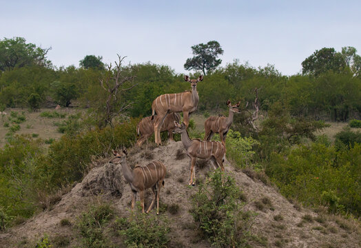 Kudus, Tragelaphus strepsiceros, standing on a mound together. 