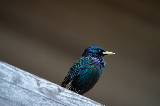 Colorful Common Starling on Weathered Wood 