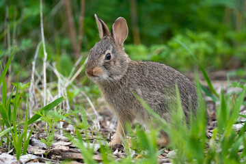 Brown Rabbit Sitting in Grass